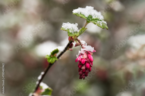 Close up of redflower currant flower and leaves with snow in early spring