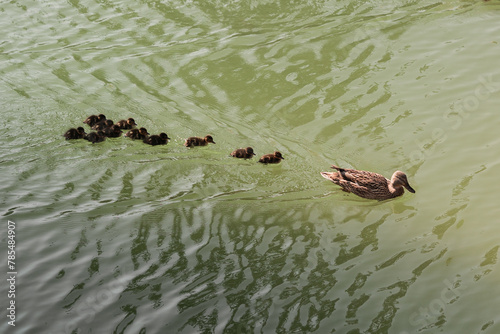 Ducks, cute ducklings,duck babies,following mother in a queue,lake,symbolic figurative harmonic peaceful animal family