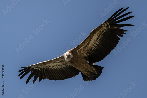 Eurasian griffon vulture (Gyps fulvus) in flight. Majestic large bird of prey in the family Accipitridae. Cornino lake area, Udine province, Friuli Venezia Giulia, Italy. Image with text space.