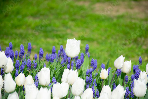 Close up shot of white tulips in Emirgan Park. The blooming white tulip in the spring. 
