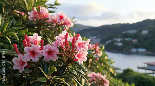 pink and white flowers  high definition(hd) photographic creative image
