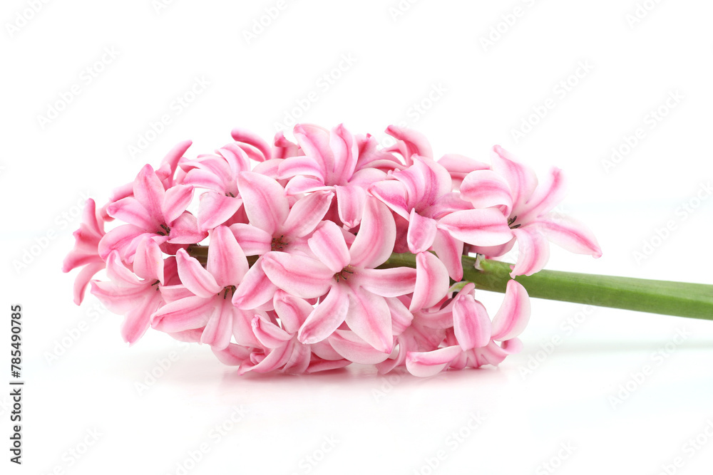 Flower hyacinth isolated on white background. Single pink spring flower hyacinthus. Flower hyacinth isolated on white background. Single pink spring flower hyacinthus.