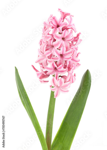 Flower hyacinth isolated on white background. Single pink spring flower hyacinthus.