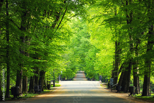 Fototapeta Naklejka Na Ścianę i Meble -  Krajobraz wiosenny, park, aleja, zielone drzewa i liście