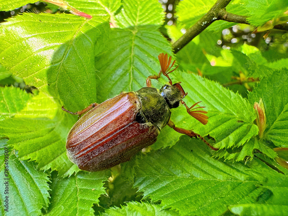 Cockchafer may bug close up on a bed of green leaves Cockchafer may bug close up on a bed of green leaves