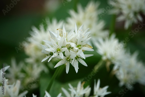 Wild garlich Allium ursinum white flowers in a cluster