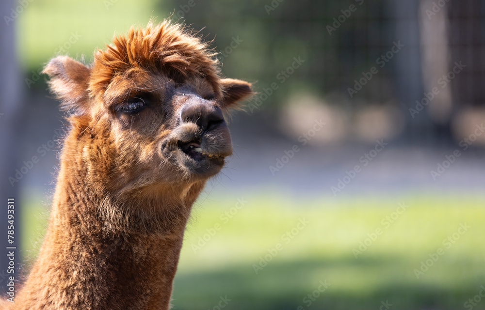 Obraz premium The Gentle Gaze of a Sunny Alpaca. Photography