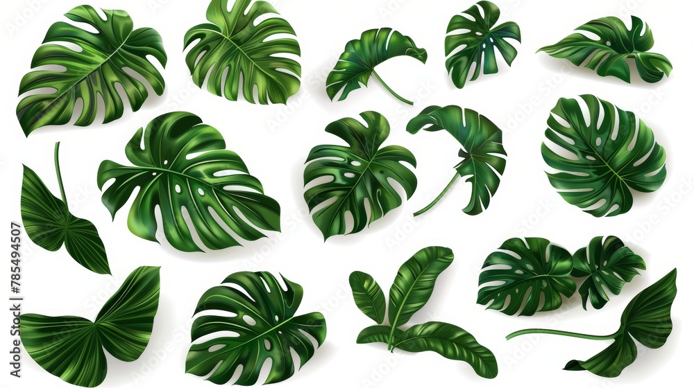 An isolated modern set illustrating tropical green monstera leaves against a white background. An exotic philodendron leaf in a realistic style set, a jungle palm plant in a tropical jungle, an - obrazy, fototapety, plakaty 