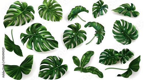 An isolated modern set illustrating tropical green monstera leaves against a white background. An exotic philodendron leaf in a realistic style set, a jungle palm plant in a tropical jungle, an
