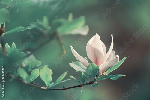 Poranek i wiosenny park, kwiaty kwitnących magnolii, rozmyte tło