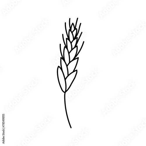 Wheat  cereals in doodle style. Vector illustration .