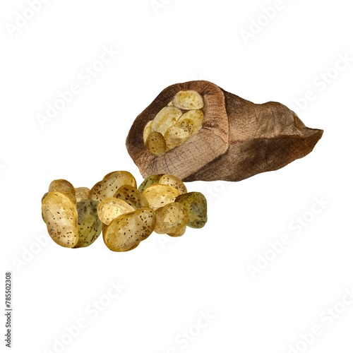 Potato tubers lying burlap sack watercolor sketch