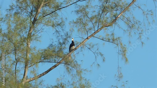 Oriental Pied Hornbill perched on thin branch among lush greenery against clear blue sky. Endangered tropical wildlife and conservation.