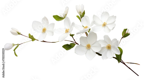 PNG White flowers and buds blossom petal plant photo