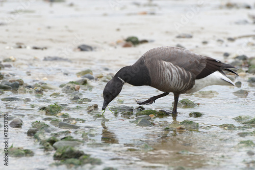 Une bernache cravant mangeant des algues vertes sur une palge en Bretagne (Branta bernicla)