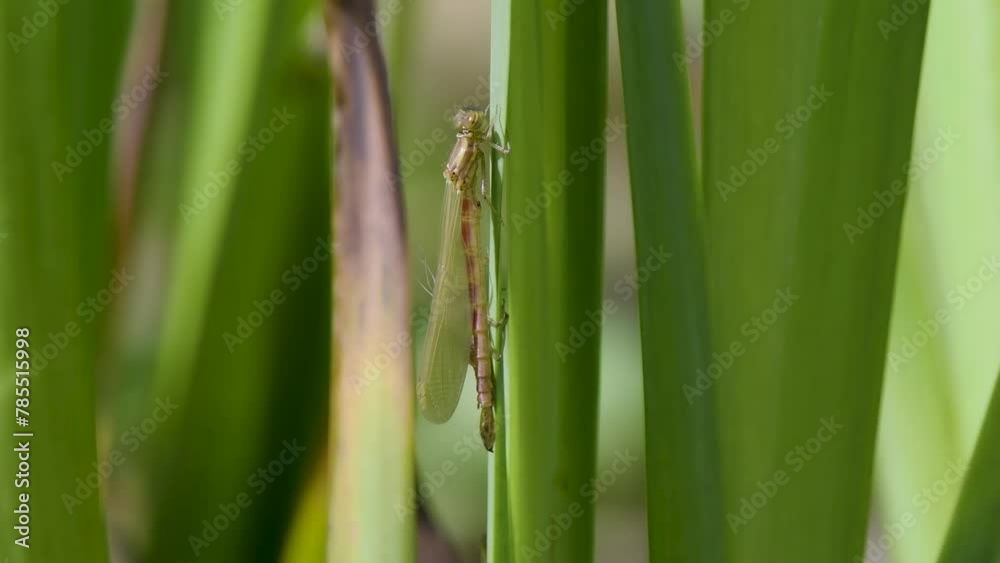 Newly Emerged Large Red Damselfly Newly Emerged Large Red Damselfly