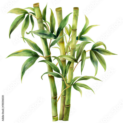 Bamboo with leaf in watercolour style isolated on transparent background.
