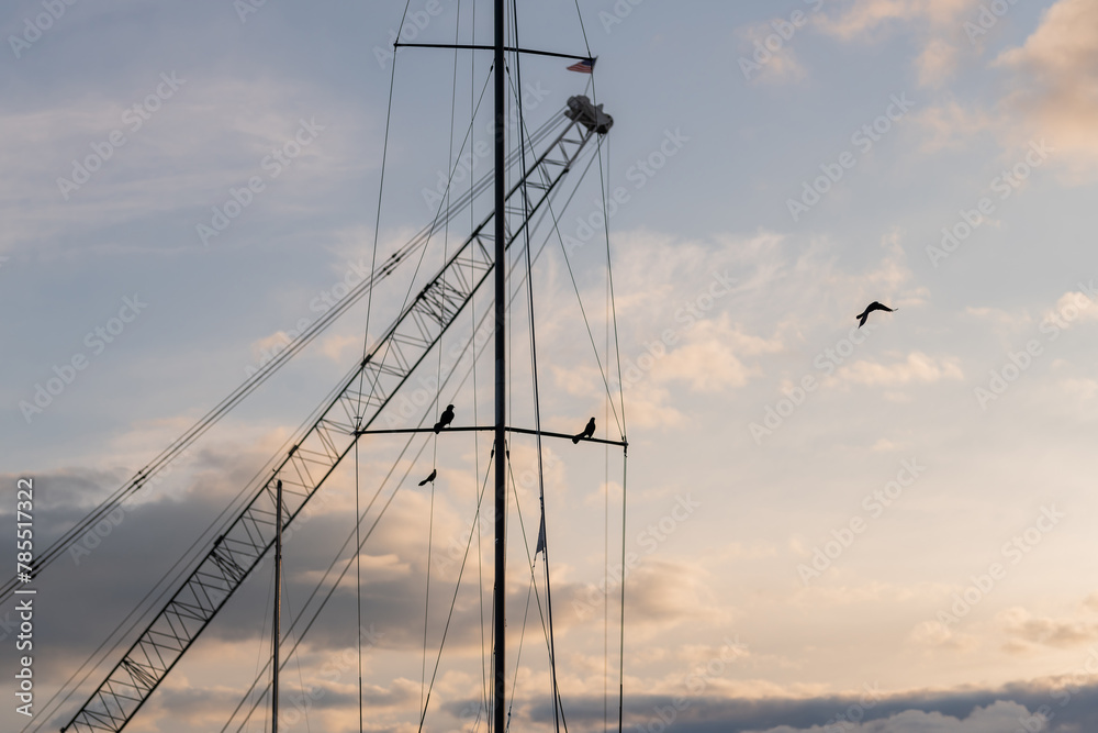 sailboat birds at sunset 2