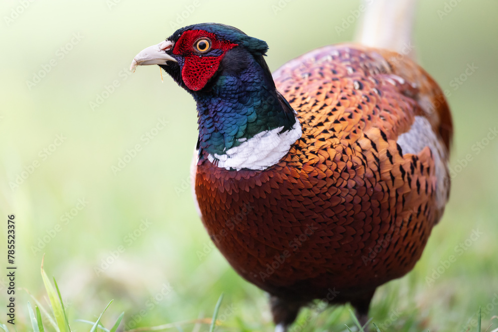 Fototapeta premium Bird - Common pheasant Phasianus colchius Ring-necked pheasant in natural habitat wildlife Poland Europe