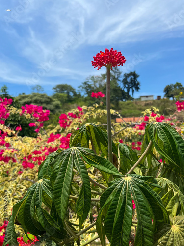 red flowers in a meadow  with the sky in the background