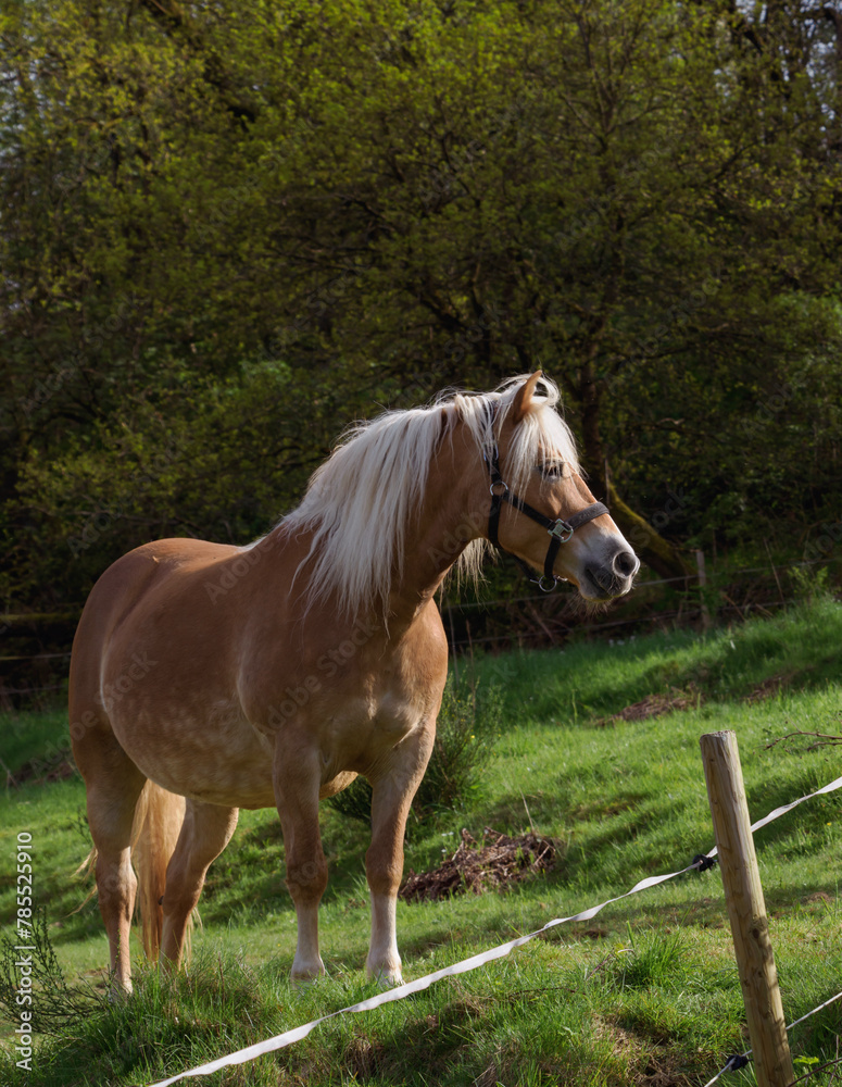 Ein Haflinger Pferd auf grüner Weide Ein Haflinger Pferd auf grüner Weide