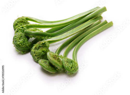 fiddlehead (Ostrich fern), Japanese delicious wild vegetables photo