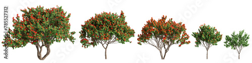 3d illustration of set Saraca asoca tree isolated on transparent background photo