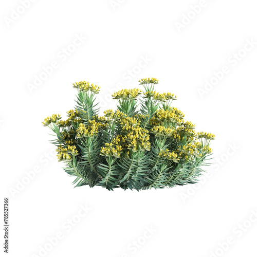 3d illustration of Euphorbia rigida bush isolated on transparent background