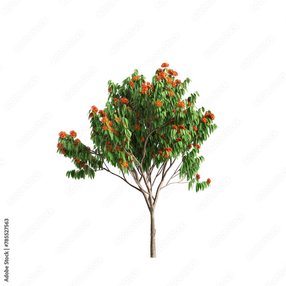 3d illustration of Saraca asoca tree isolated on transparent background