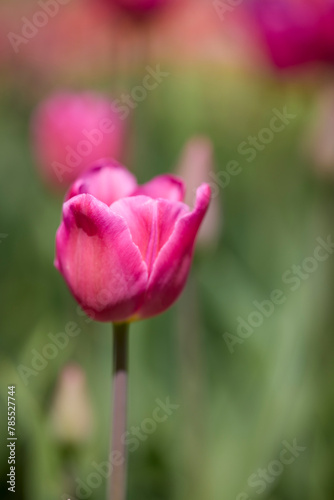 Clouse ap with different types of beautiful tulips in different colors with bokeh.