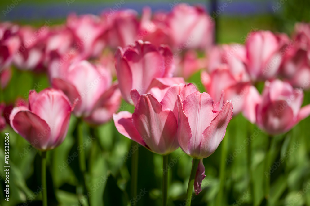 Clouse ap with different types of beautiful tulips in different colors with bokeh.