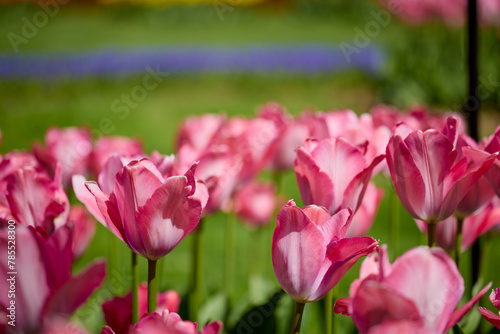 Clouse ap with different types of beautiful tulips in different colors with bokeh. © czamfir