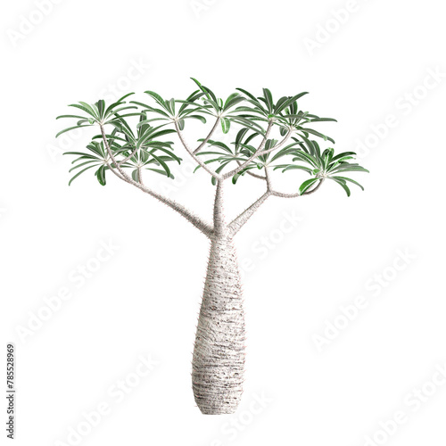 3d illustration of Pachypodium geayi tree isolated on transparent background photo