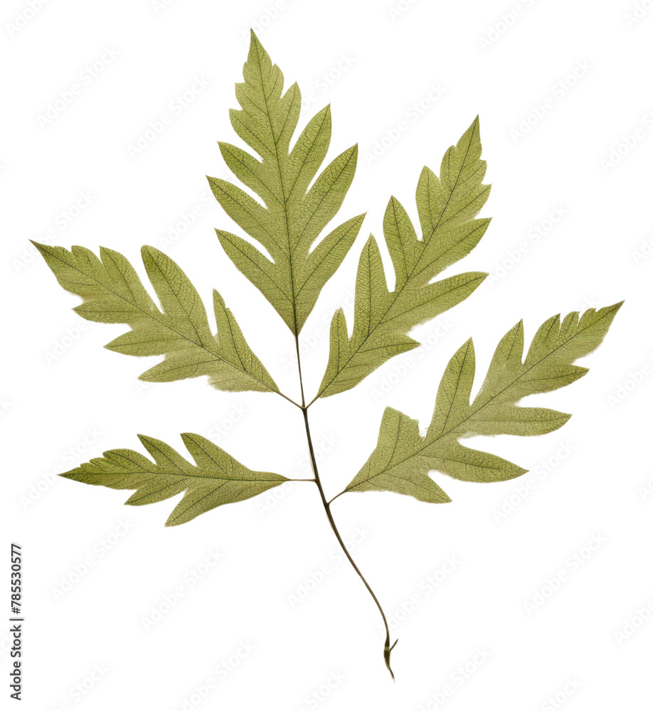 PNG Real Pressed a single minimal leaf green herbs plant tree - obrazy, fototapety, plakaty 