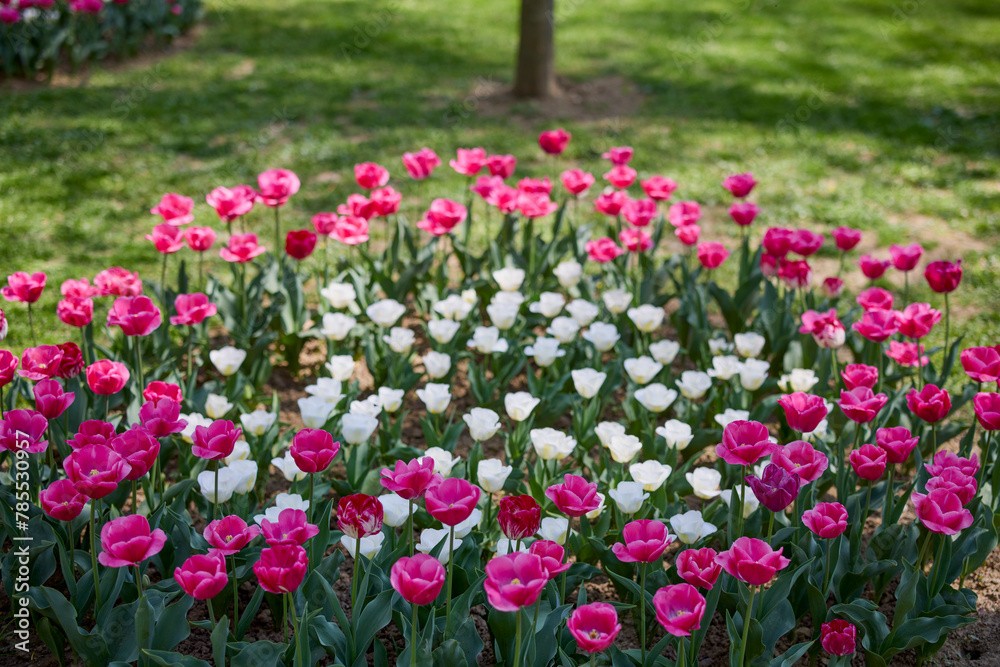 Fototapeta premium Clouse ap with different types of beautiful tulips in different colors with bokeh.