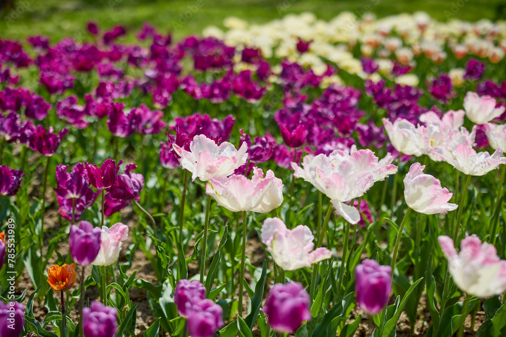 Clouse ap with different types of beautiful tulips in different colors with bokeh.