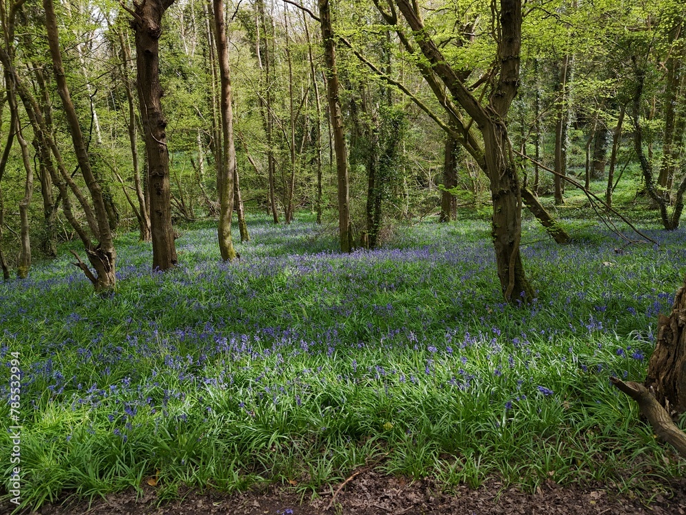 Ancient English woodland in spring with bluebells wood anemone and big old Oak trees Ancient English woodland in spring with bluebells wood anemone and big old Oak trees