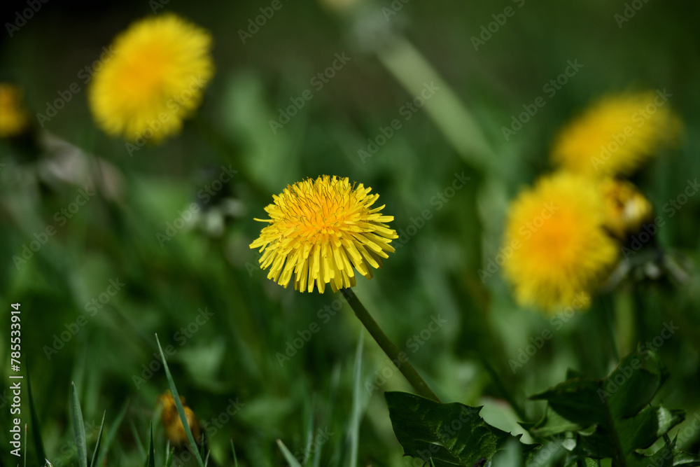 Nahaufnahme im Frühlingsgarten vor Pfingsten im April. Farbenfrohe Blüten vor unscharfem grünem Gras. Nahaufnahme im Frühlingsgarten vor Pfingsten im April. Farbenfrohe Blüten vor unscharfem grünem Gras.