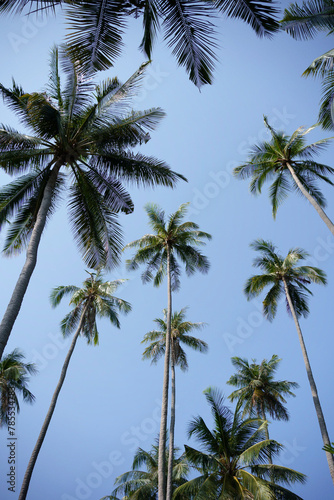 coconut trees on blue sky background