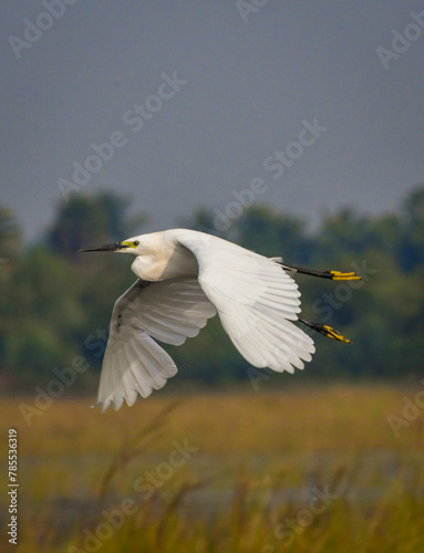 Egrets white birds