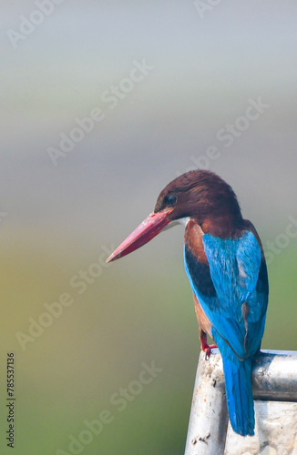 Kingisher portrait photo