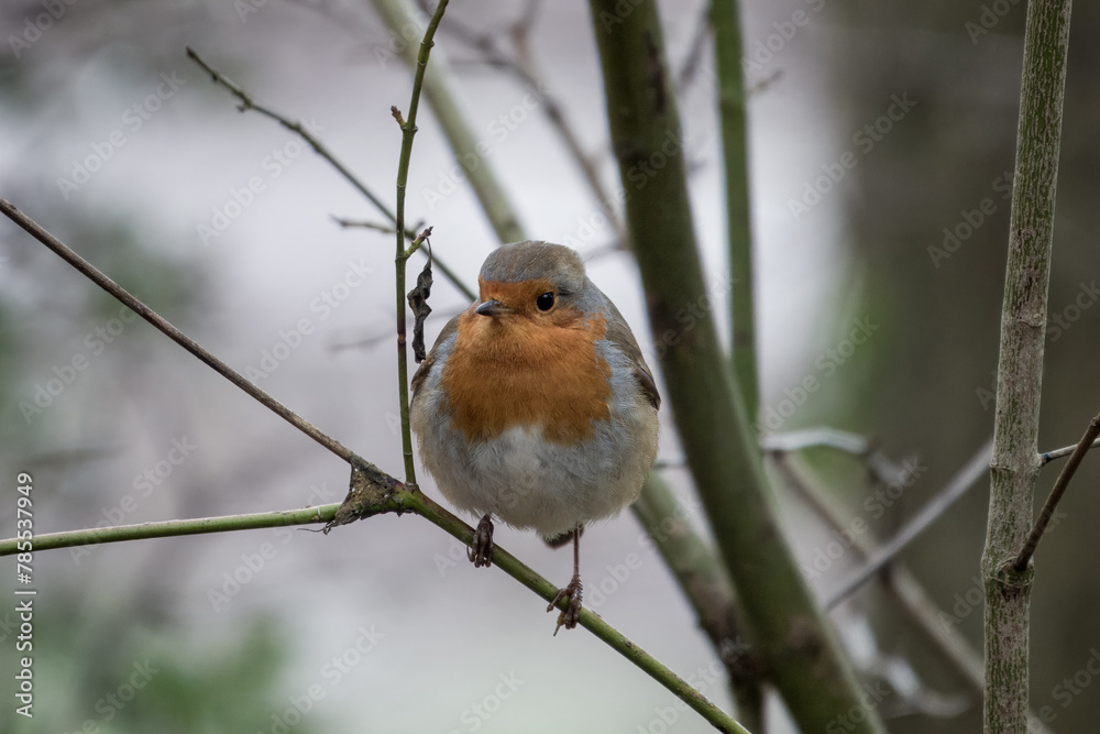 close up of Robin erithacus rubecula perched on a branch with a blurred background close up of Robin erithacus rubecula perched on a branch with a blurred background