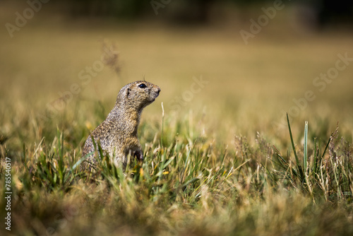 Ground squirrel: A small and charming rodent