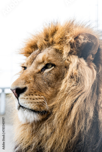 Lion: A majestic and iconic big cat