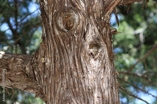 A tree's bark shows a face. Can you see it?