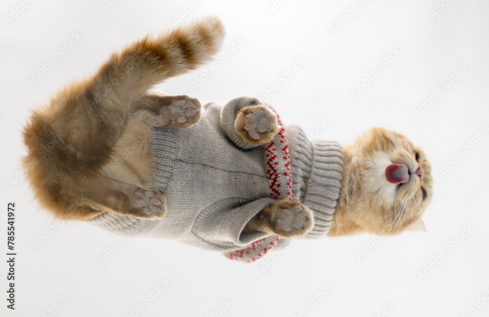 Fototapeta premium Portrait of a red cat on a glass table.