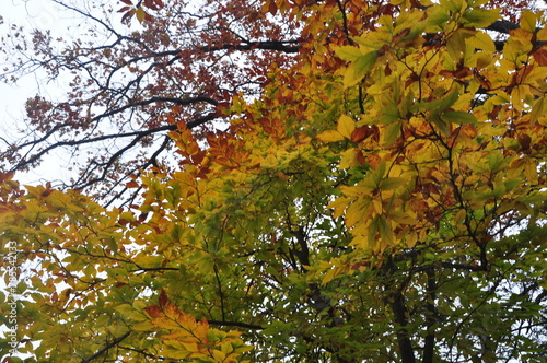 autumn in the forest