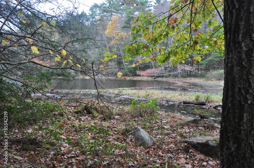autumn in the forest