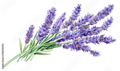 PNG Lavender lavender flower plant