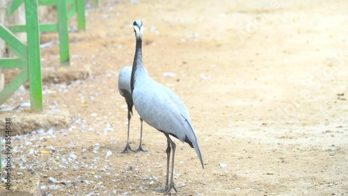 Demoiselle Crane, Anthropoides virgo, bird. Guest Birds Migratory Birds Demoiselle Crane. 4K Footage photo